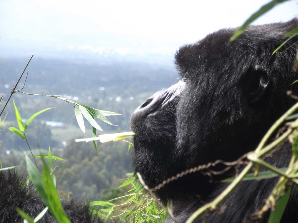 A close-up profile of a Rwandan gorilla